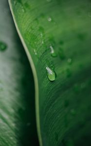 Preview wallpaper macro, drop, leaf, green