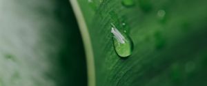 Preview wallpaper macro, drop, leaf, green