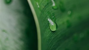 Preview wallpaper macro, drop, leaf, green