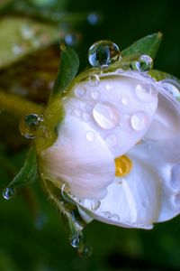 Preview wallpaper macro, drops, flower