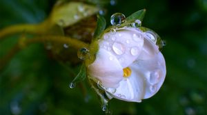 Preview wallpaper macro, drops, flower