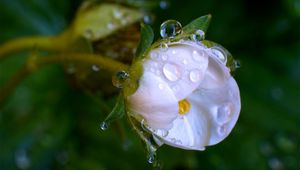 Preview wallpaper macro, drops, flower