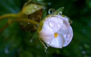 Preview wallpaper macro, drops, flower