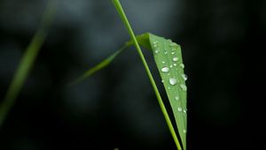 Preview wallpaper macro, drops, leaf, stem