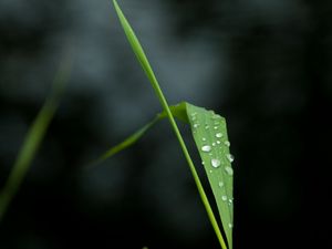 Preview wallpaper macro, drops, leaf, stem