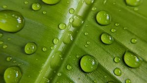 Preview wallpaper macro, drops, leaf, green