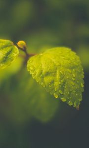 Preview wallpaper macro, drops, leaves, foliage