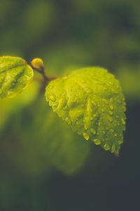 Preview wallpaper macro, drops, leaves, foliage