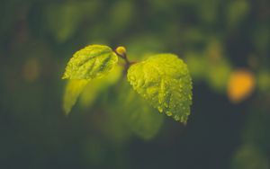 Preview wallpaper macro, drops, leaves, foliage