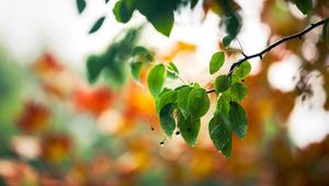 Preview wallpaper macro, drops, spring, leaves, branch