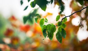 Preview wallpaper macro, drops, spring, leaves, branch