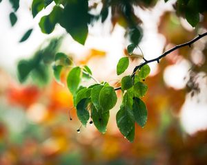 Preview wallpaper macro, drops, spring, leaves, branch