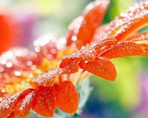 Preview wallpaper macro, flower, drops, dew