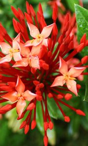 Preview wallpaper macro, flower, grass, green, orange