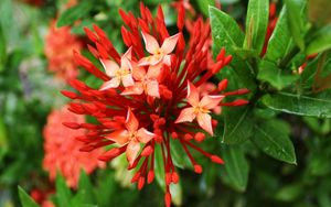 Preview wallpaper macro, flower, grass, green, orange