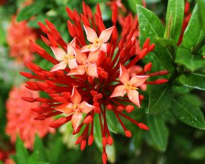 Preview wallpaper macro, flower, grass, green, orange