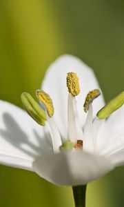 Preview wallpaper macro, flower, grass, pistil, white