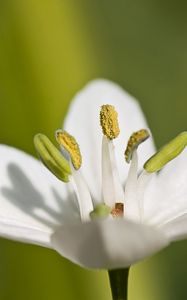 Preview wallpaper macro, flower, grass, pistil, white