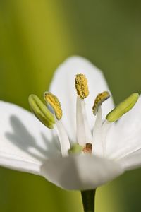 Preview wallpaper macro, flower, grass, pistil, white