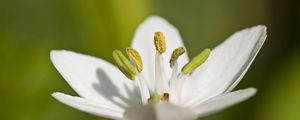 Preview wallpaper macro, flower, grass, pistil, white