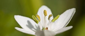 Preview wallpaper macro, flower, grass, pistil, white