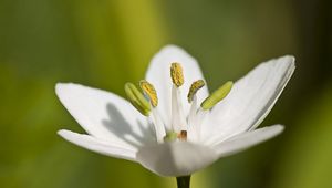 Preview wallpaper macro, flower, grass, pistil, white