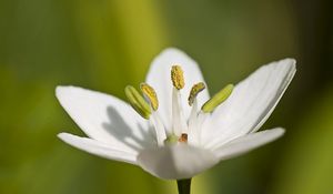 Preview wallpaper macro, flower, grass, pistil, white