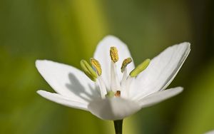 Preview wallpaper macro, flower, grass, pistil, white