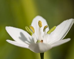 Preview wallpaper macro, flower, grass, pistil, white