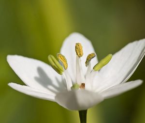 Preview wallpaper macro, flower, grass, pistil, white