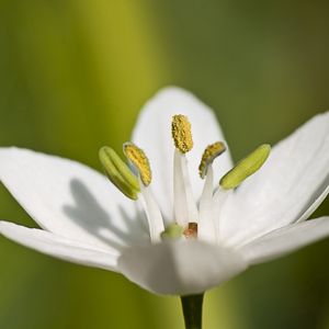 Preview wallpaper macro, flower, grass, pistil, white