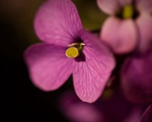 Preview wallpaper macro, flower, lilac, little