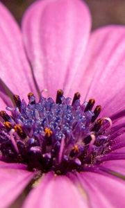 Preview wallpaper macro, flower, pink petals, purple