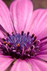 Preview wallpaper macro, flower, pink petals, purple