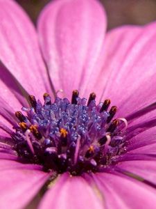 Preview wallpaper macro, flower, pink petals, purple