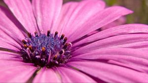 Preview wallpaper macro, flower, pink petals, purple