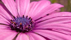 Preview wallpaper macro, flower, pink petals, purple