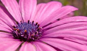 Preview wallpaper macro, flower, pink petals, purple