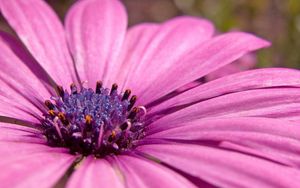 Preview wallpaper macro, flower, pink petals, purple