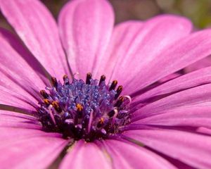 Preview wallpaper macro, flower, pink petals, purple