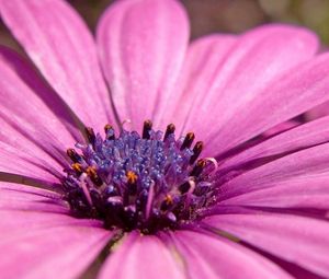 Preview wallpaper macro, flower, pink petals, purple