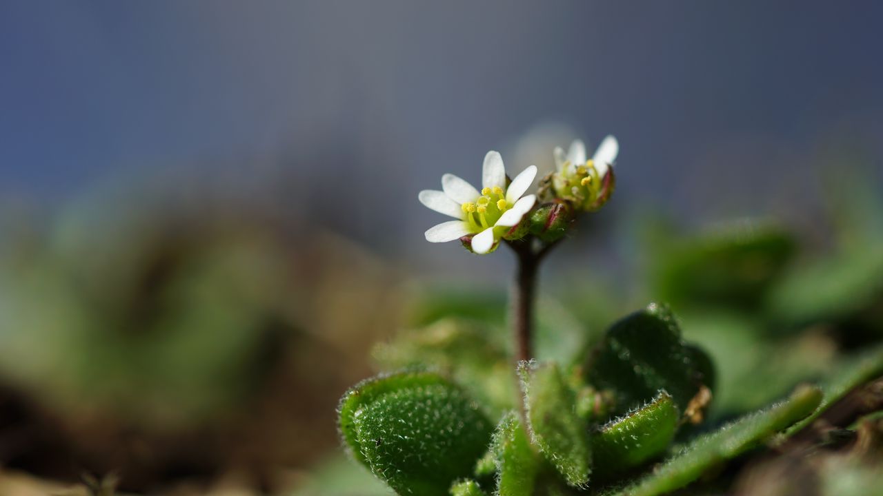 Wallpaper macro, flower, plant, leaves, petals, nature
