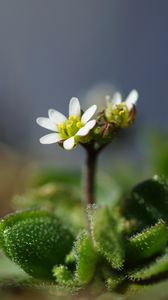 Preview wallpaper macro, flower, plant, leaves, petals, nature