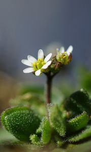 Preview wallpaper macro, flower, plant, leaves, petals, nature