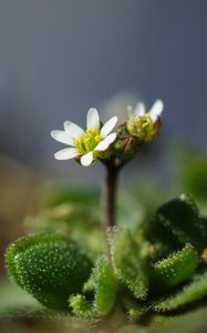 Preview wallpaper macro, flower, plant, leaves, petals, nature