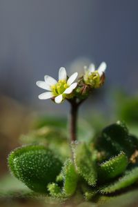 Preview wallpaper macro, flower, plant, leaves, petals, nature