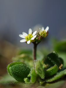 Preview wallpaper macro, flower, plant, leaves, petals, nature