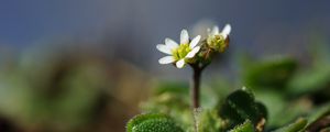 Preview wallpaper macro, flower, plant, leaves, petals, nature