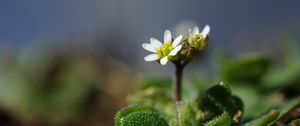Preview wallpaper macro, flower, plant, leaves, petals, nature
