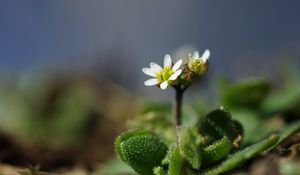Preview wallpaper macro, flower, plant, leaves, petals, nature